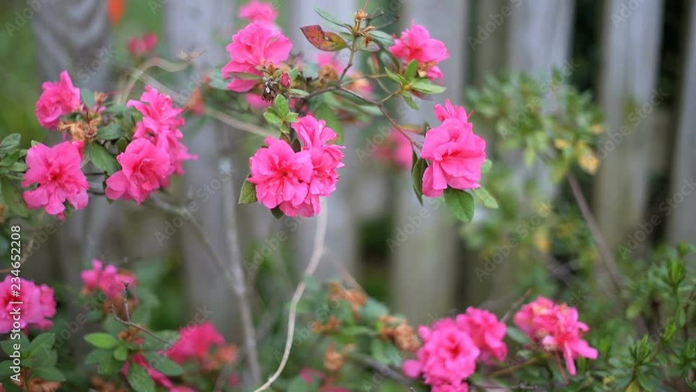 Closeup of pink roses petals in summer, spring autumn garden vibrant color, wooden fence in Fairfax, Virginia, bokeh background Closeup of pink roses petals in summer, spring autumn garden vibrant color, wooden fence in Fairfax, Virginia, bokeh background