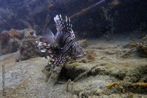 Closeup of beautiful lionfish in it s natural underwater habitat of blue sea