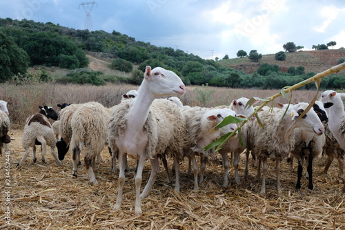 Flock of Greek sheep of breed Chios or Hios, profile of a sheep