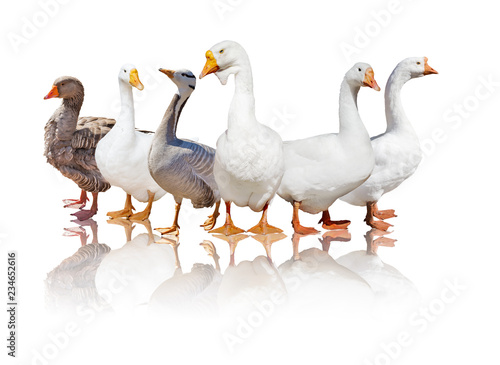 group of six geese with reflection on white © Alexander Potapov