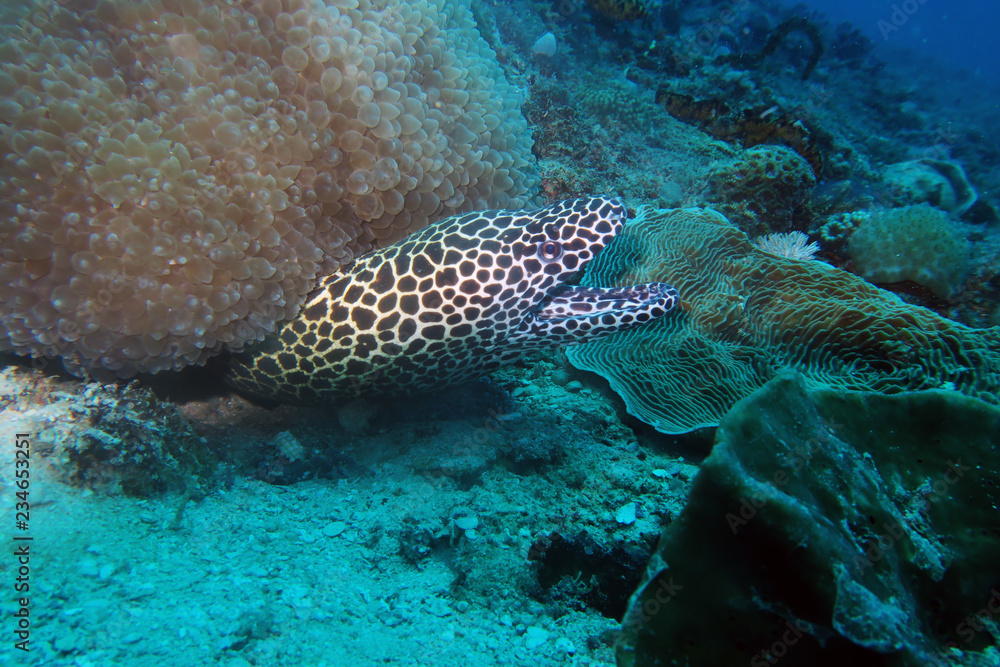 Close up of Murena spotted snake at the blue sea near the corals under the stone. Close up of Murena spotted snake at the blue sea near the corals under the stone.