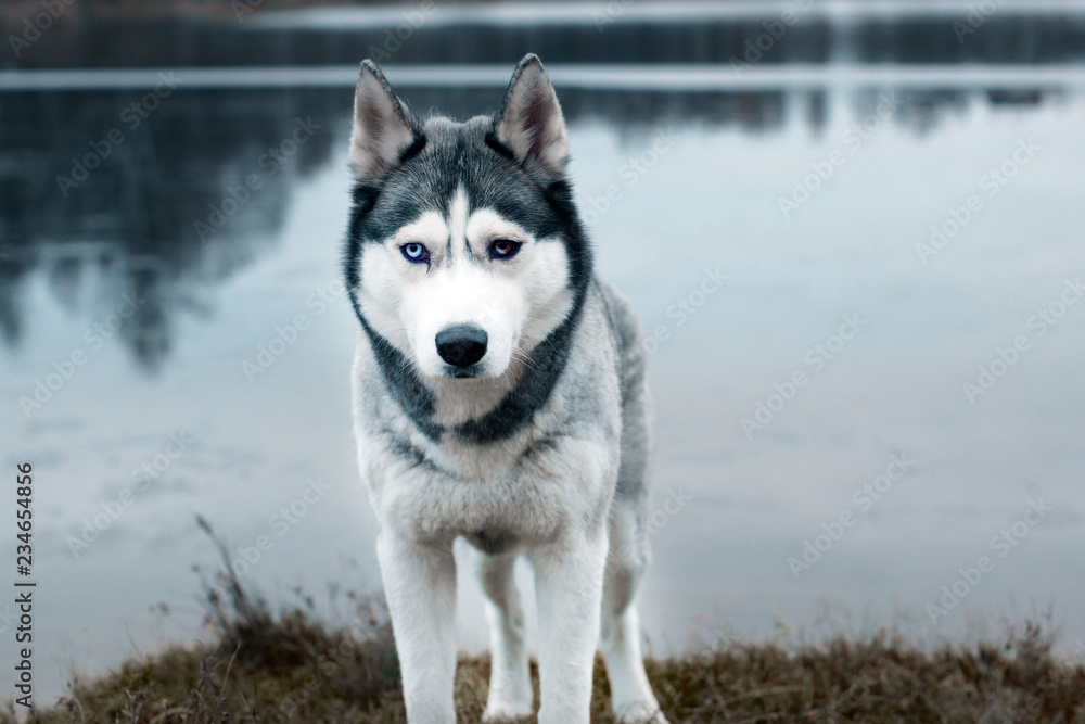 A gray husky breed dog stands on the shore of a lake on a cold autumn morning