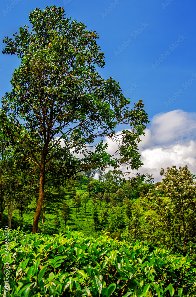 Blue sky with white clouds on a tea plantation of Sri Lanka.

