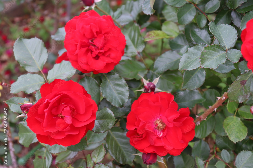 音楽にちなんだ名前のフランス生まれの薔薇、コンチェルティーノ 音楽にちなんだ名前のフランス生まれの薔薇、コンチェルティーノ