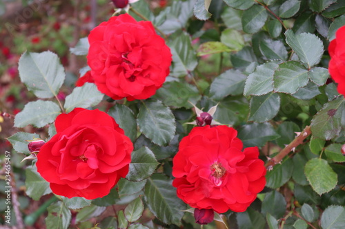 音楽にちなんだ名前のフランス生まれの薔薇、コンチェルティーノ © master