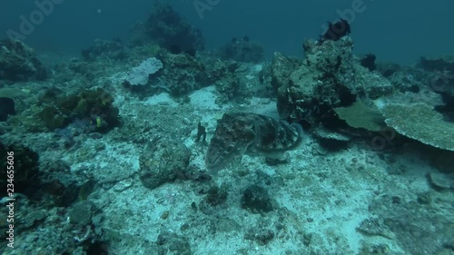 Wallpaper Mural Cuttlefish changing color and slowly swims near coral reef. Broadclub Cuttlefish - Sepia latimanus, Bali, Oceania, Indonesia Torontodigital.ca
