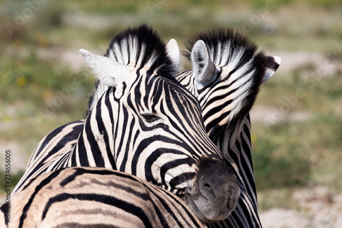 zebra calf in Etosha Namibia wildlife safari