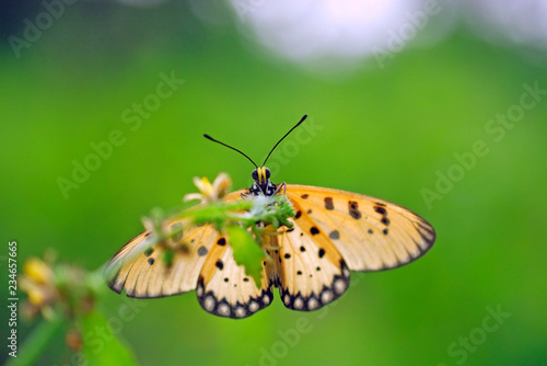 Acraea terpsicore or tawny coster butterfly sitting on wild grass