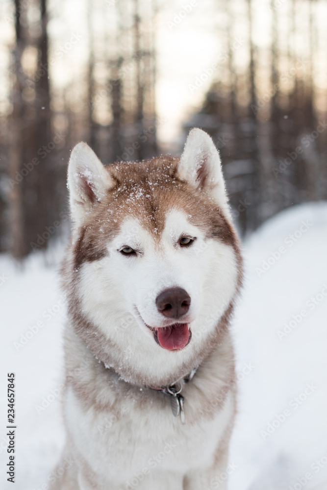 Close-up portrait of dog breed siberian Husky sitting on the snow in winter forest at sunset. Husky looks like a wolf