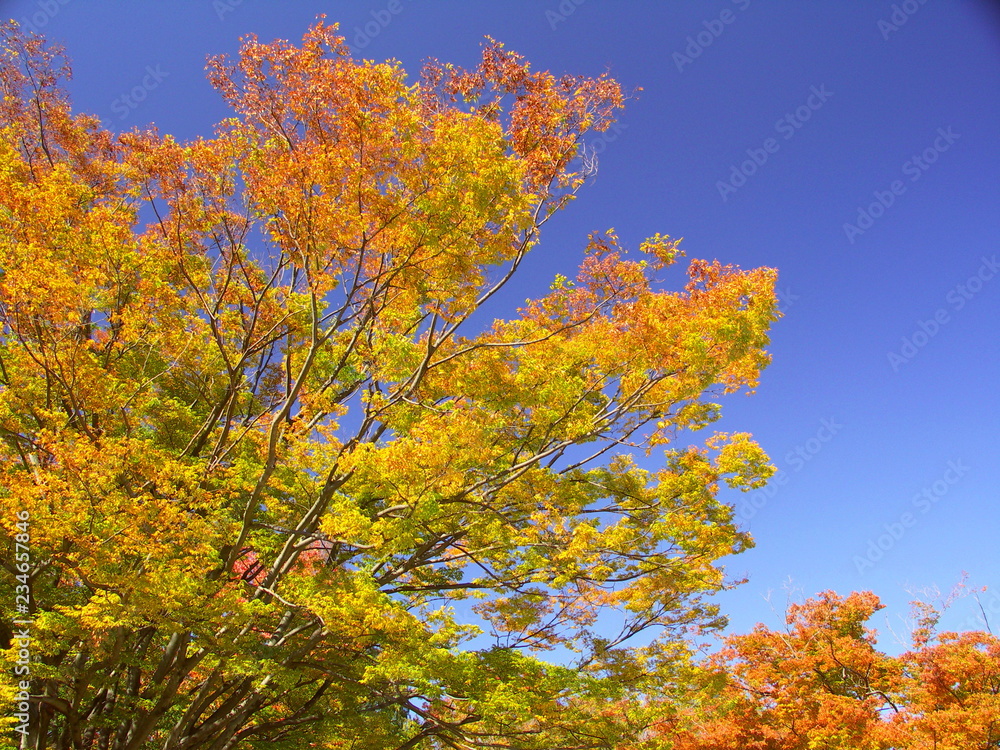 黄葉の欅と青空