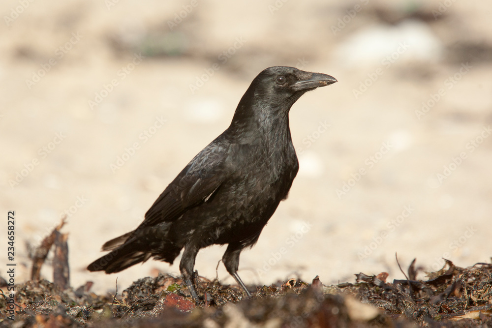 Carrion Crow, (Corvus corone), Marazion, Cornwall, UK. Carrion Crow, (Corvus corone), Marazion, Cornwall, UK.
