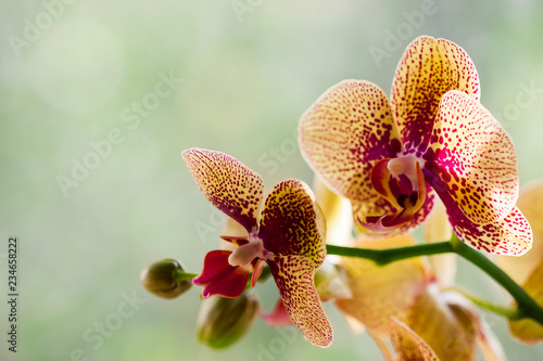 Phalaenopsis orchid. Beautiful flowers macro. Selective focus