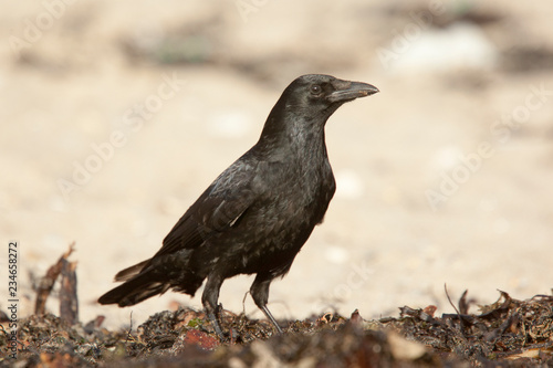 Carrion Crow   Corvus corone   Marazion  Cornwall  UK.