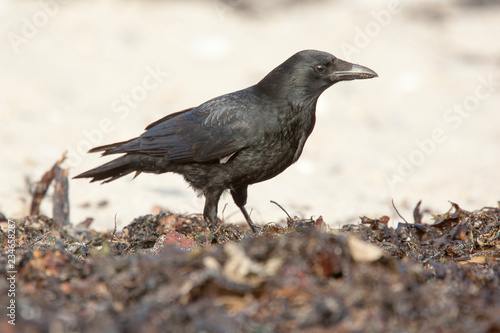 Carrion Crow, (Corvus corone), Marazion, Cornwall, UK.