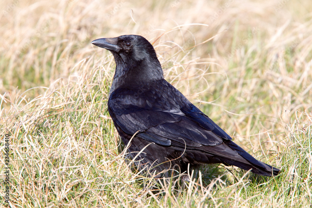 Obraz premium Carrion Crow, (Corvus corone), Marazion, Cornwall, UK.