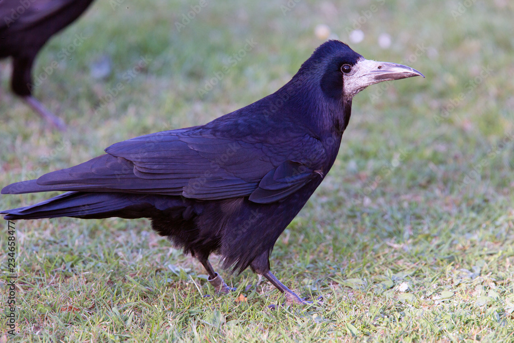 Fototapeta premium Rook, (Corvus frugilegus), Heligan ,Cornwall, UK.