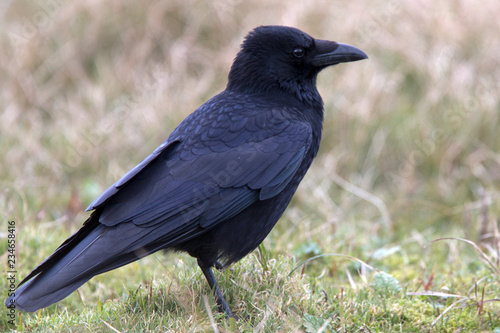 Carrion Crow, (Corvus corone), Marazion, Cornwall, UK.