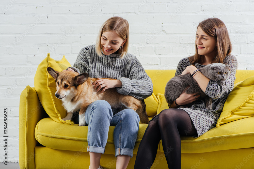 young women sitting on sofa and holding adorable pembroke welsh corgi with scottish fold cat