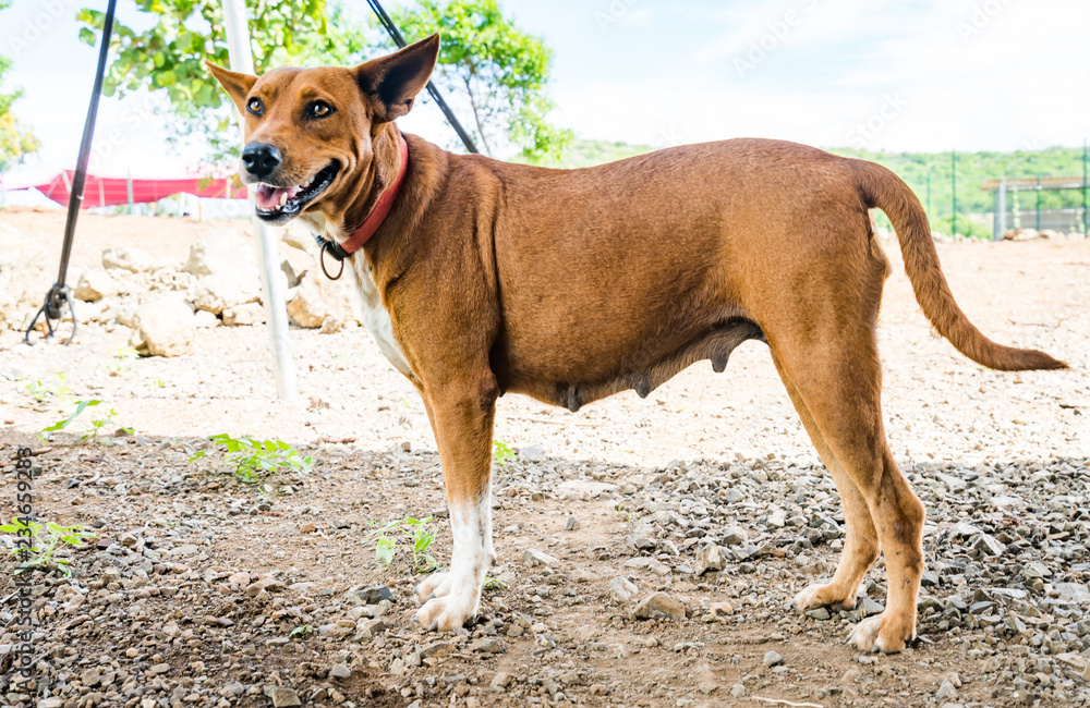 Rescue dogs at an animal Sanctuary on the caribbean island of Curacao