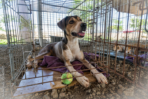 Rescue dogs at an animal Sanctuary on the caribbean island of Curacao photo