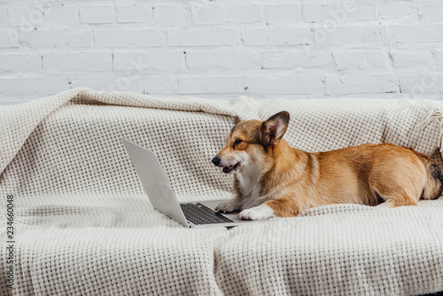 pembroke welsh corgi dog on sofa with laptop