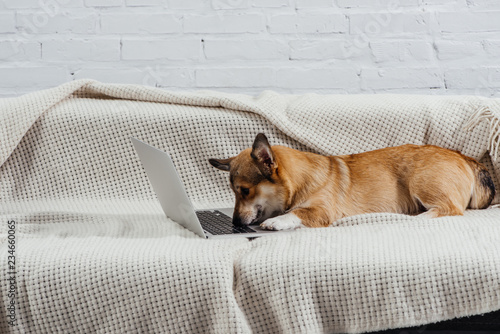 adorable corgi dog on sofa with laptop