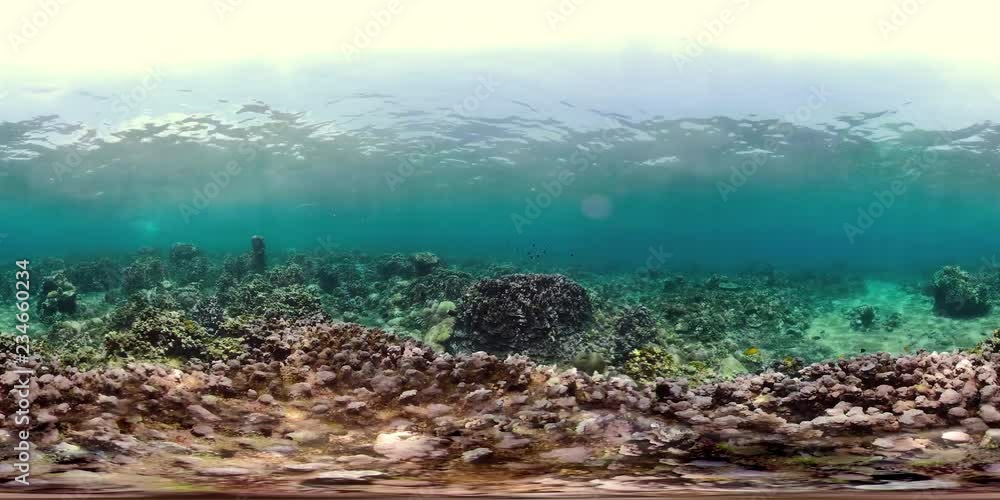 coral reef and tropical fish. vr360 underwater world with corals and lot fish. Hard and soft corals underwater landscape coral reef and tropical fish. vr360 underwater world with corals and lot fish. Hard and soft corals underwater landscape
