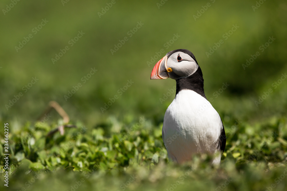 Obraz premium Atlantic puffin (Fratercula arctica) at breeding burrow displaying or foraging, breeding season, Farne Islands, Northumberland, United Kingdom