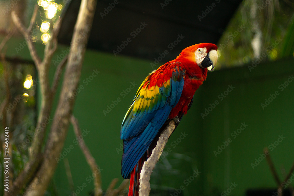 macaw red