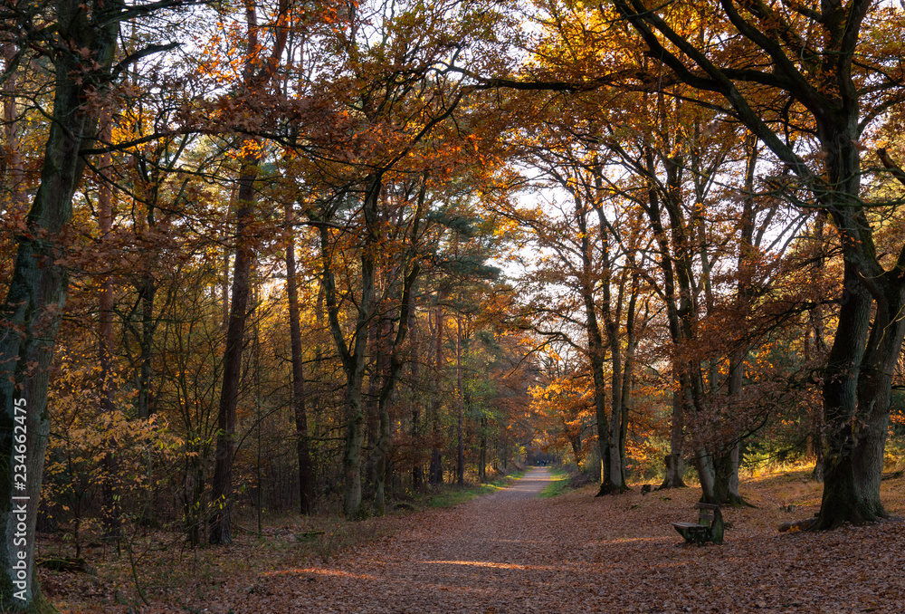 Obraz premium die Teverener Heide im Herbst bei Geilenkirchen / Kreis Heinsberg an der niederländischen Grenze