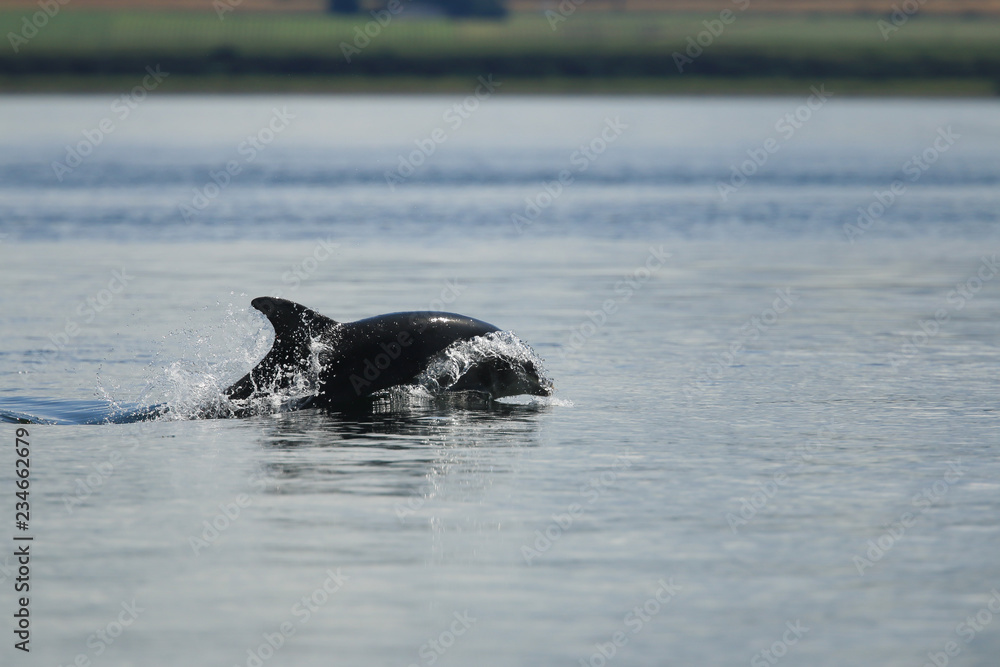 Fototapeta premium Common bottlenose dolphin (Tursiops truncatus), or Atlantic bottlenose dolphin, foraging for salmon at high tide, Cromarty point, Scottish Highlands, United Kingdom