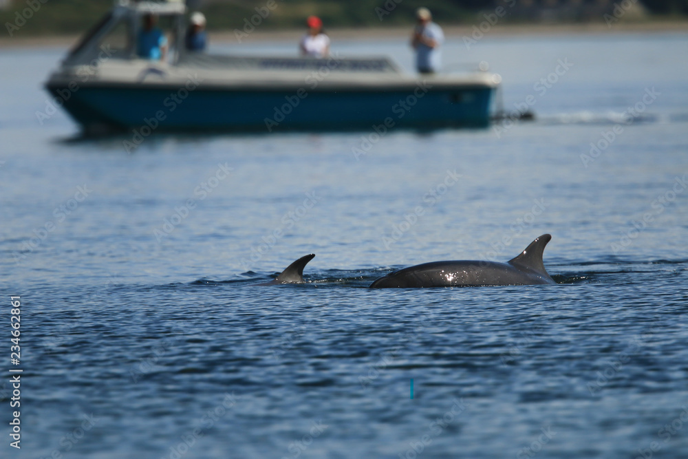 Fototapeta premium Common bottlenose dolphin (Tursiops truncatus), or Atlantic bottlenose dolphin, with calf, foraging for salmon at high tide, Cromarty point, Scottish Highlands, United Kingdom