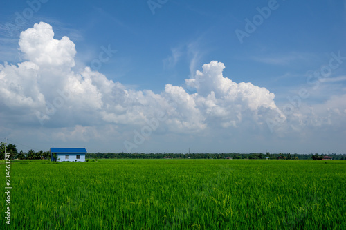 View of paddy field over rural area of Sabak Bernam. Sabak Bernam is one of the major rice supplier in Malaysia.  photo