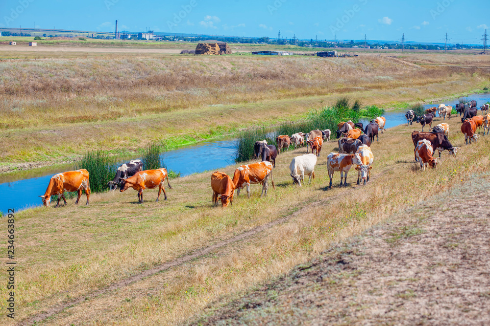 Obraz premium herd of cows grazing near river 