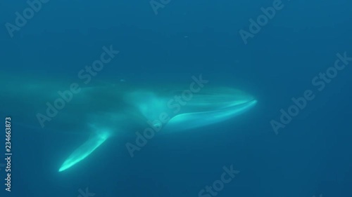 Underwater shot of majestic fin whale passing
