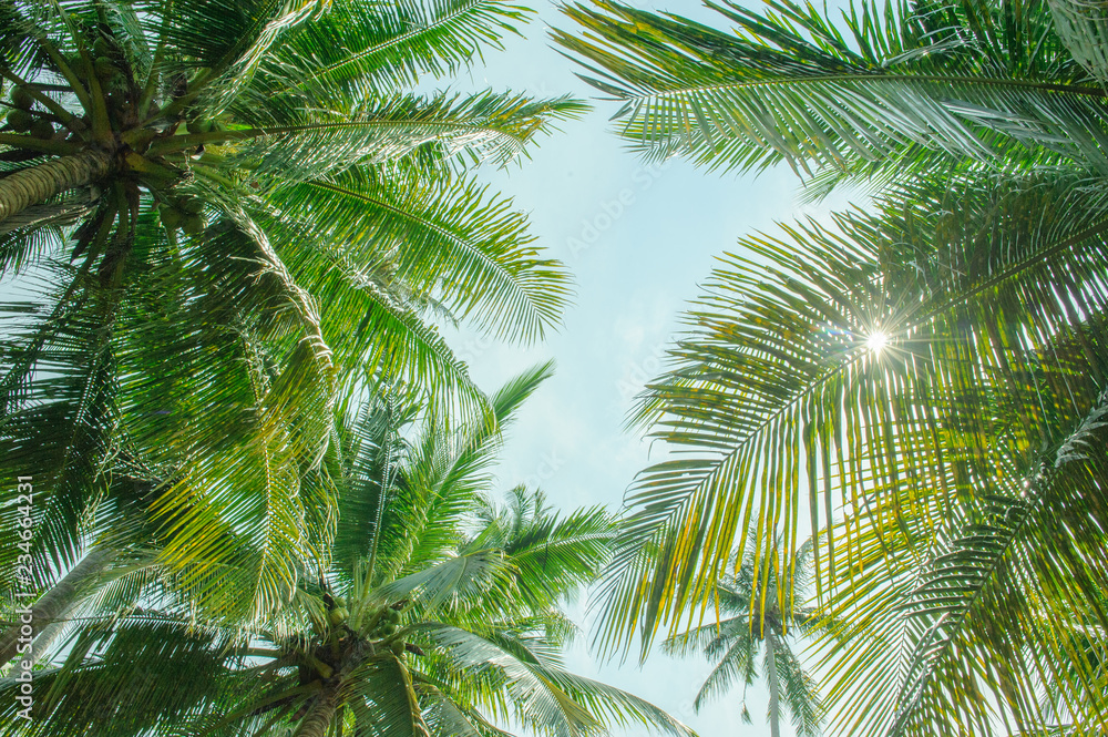 coconut palm trees againt blue sky and sunlight coconut palm trees againt blue sky and sunlight