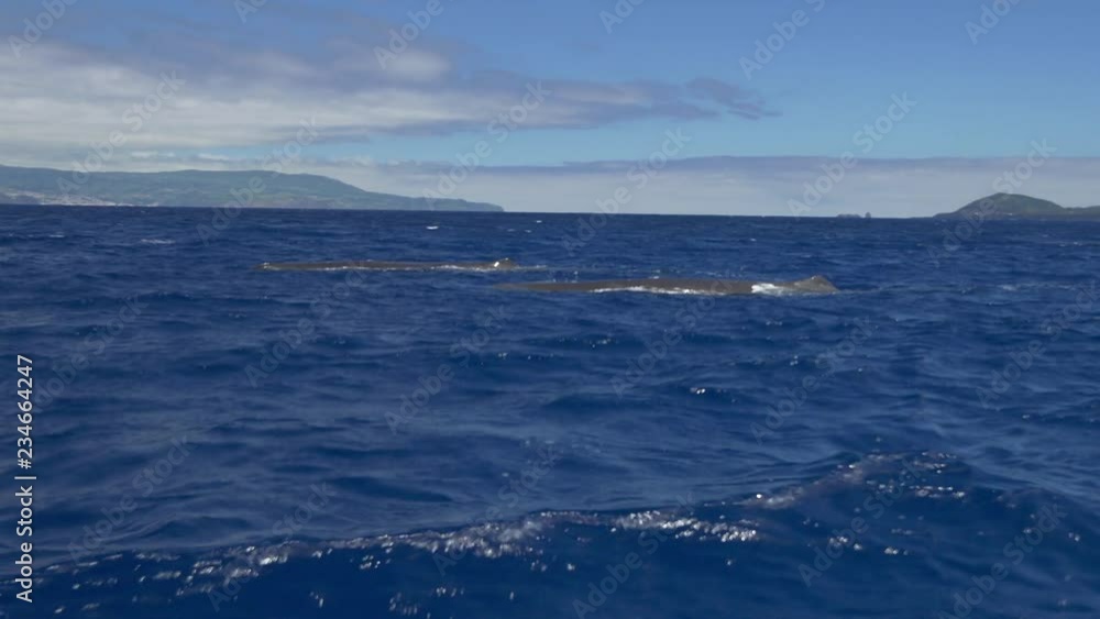 Sperm whales swimming in the ocean, gimbal shot Sperm whales swimming in the ocean, gimbal shot