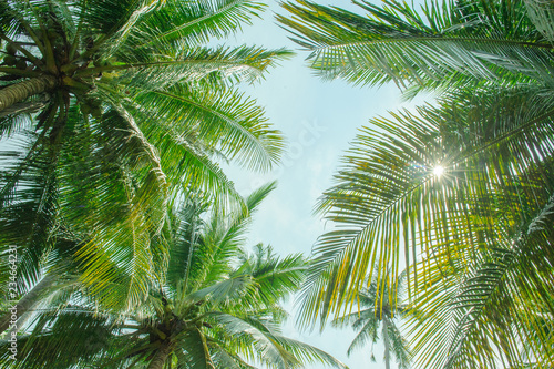 coconut palm trees againt blue sky and sunlight