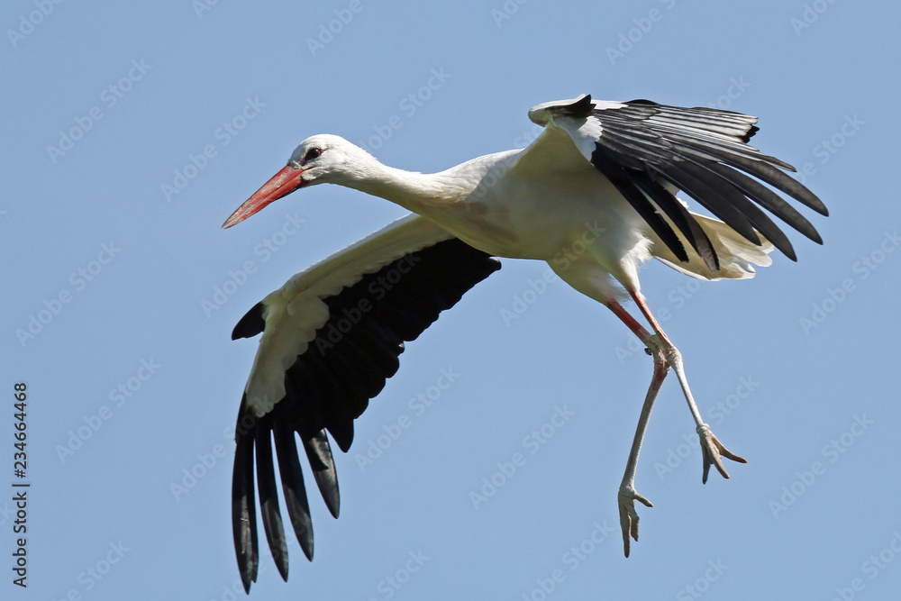 Obraz premium lądowanie bociana