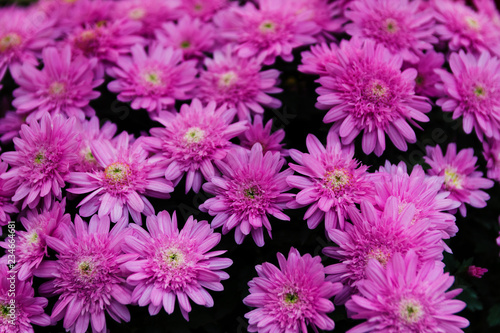 Beautiful pink chrysanthemum in the fall.