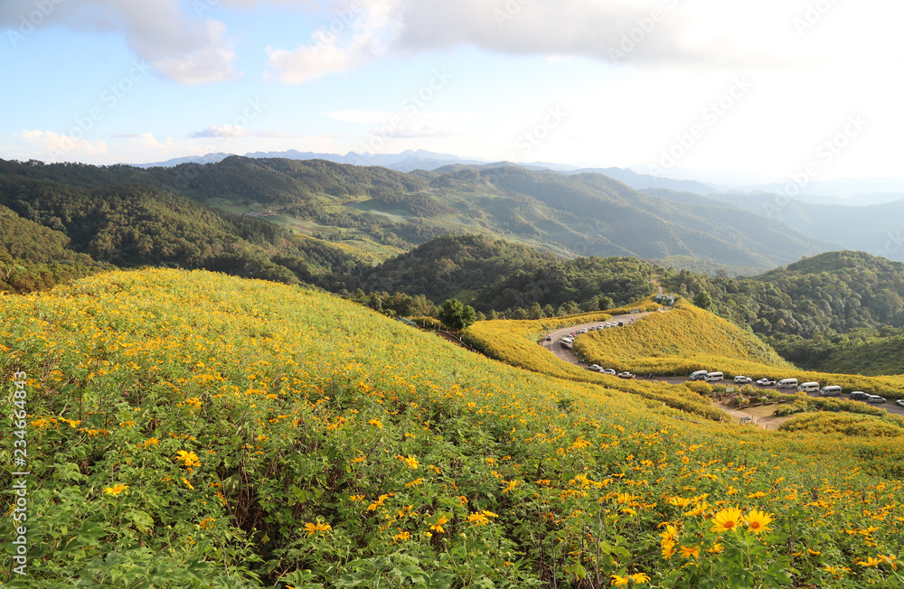 Obraz premium Panoramic scenery of Mexican sunflowers field on the hill with mountainous landscape and cloudy sky background. 