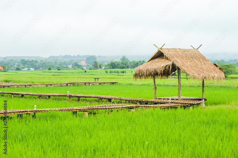 green rice field in Pua, Nan province, North of Thailand green rice field in Pua, Nan province, North of Thailand