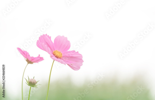 Soft focus cosmos flower on vintage pastel background