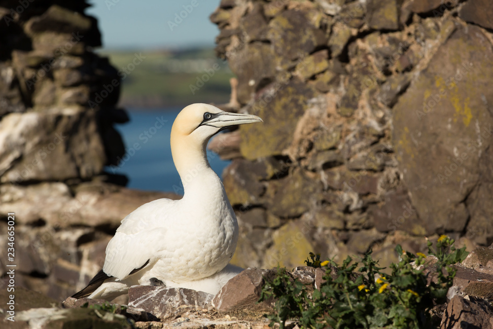 Northern Gannet (Morus bassanus) on best with chick at breeding colony, Bass Rock, Scotland, United Kingdom Northern Gannet (Morus bassanus) on best with chick at breeding colony, Bass Rock, Scotland, United Kingdom