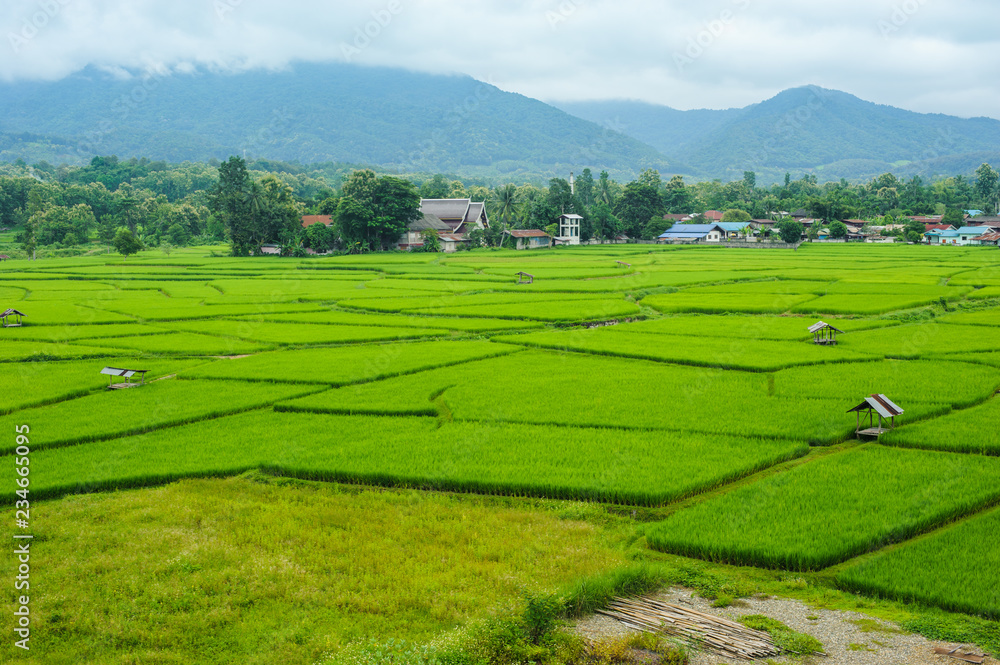 green rice field in Pua, Nan province, North of Thailand