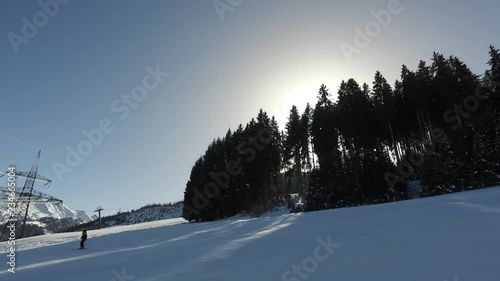 Pine trees sunshine and lone skier