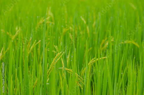 green rice field in Pua, Nan province, North of Thailand