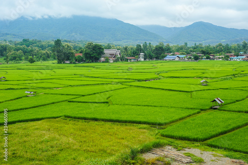 green rice field in Pua  Nan province  North of Thailand