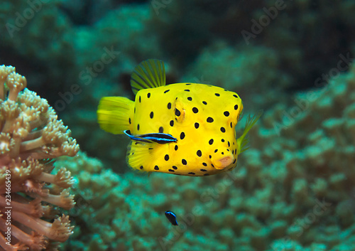 Quadro su tela Yellow boxfish, juvenile being cleaned by bluestreak cleaner wrasse ( labroides