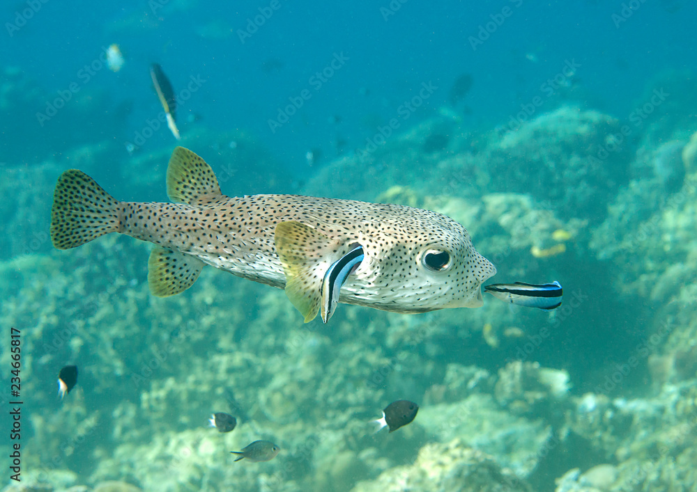 FIFO, porcupine pufferfish (diodon hystrix) being cleaned by two cleaner  fish (labroides dimidiatus) at cleaning station , Bali, Indonesia Stock  Photo | Adobe Stock